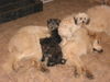 Pyrenäenberghund Foto: of the living Snowdrift (ID 41668) Pyrenäenberghund Hund