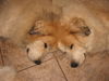 Pyrenäenberghund Foto: of the living Snowdrift (ID 41665) Pyrenäenberghund Hund