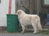 Pyrenäenberghund Foto: of the living Snowdrift (ID 41666) Pyrenäenberghund Hund