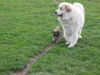 Pyrenäenberghund Foto: für A.Brock zum austoben (ID 41742) Pyrenäenberghund Hund