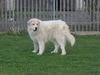Pyrenäenberghund Foto: of the living Snowdrift (ID 41662) Pyrenäenberghund Hund