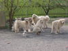 Pyrenäenberghund Foto: of the living Snowdrift (ID 41663) Pyrenäenberghund Hund