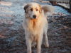Pyrenäenberghund Foto: für A.Brock zum austoben (ID 41741) Pyrenäenberghund Hund