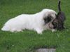 Pyrenäenberghund Foto: Monty und die Katze Teddy (ID 44699) Pyrenäenberghund Hund