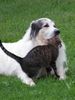 Pyrenäenberghund Foto: Monty und die Katze Teddy 2 (ID 44700) Pyrenäenberghund Hund