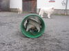 Pyrenäenberghund Foto: of the living Snowdrift (ID 44013) Pyrenäenberghund Hund