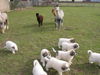 Pyrenäenberghund Foto: of the living Snowdrift (ID 44006) Pyrenäenberghund Hund