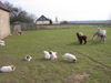 Pyrenäenberghund Foto: of the living Snowdrift (ID 44008) Pyrenäenberghund Hund