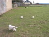 Pyrenäenberghund Foto: of the living Snowdrift (ID 44010) Pyrenäenberghund Hund