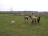 Pyrenäenberghund Foto: of the living Snowdrift (ID 44012) Pyrenäenberghund Hund