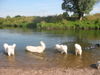 Pyrenäenberghund Foto: Pyris' im Urlaub (ID 45556) Pyrenäenberghund Hund