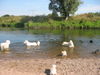 Pyrenäenberghund Foto: Pyris im Urlaub (ID 45557) Pyrenäenberghund Hund
