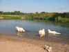 Pyrenäenberghund Foto: Pyris im Urlaub (ID 45558) Pyrenäenberghund Hund
