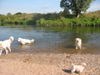 Pyrenäenberghund Foto: Pyris im Urlaub (ID 45559) Pyrenäenberghund Hund