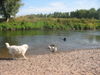 Pyrenäenberghund Foto: Pyris im Urlaub (ID 45560) Pyrenäenberghund Hund