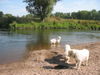 Pyrenäenberghund Hund