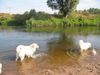 Pyrenäenberghund Hund