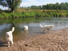 Pyrenäenberghund Hund