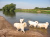 Pyrenäenberghund Hund