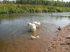 Pyrenäenberghund Hund