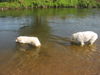 Pyrenäenberghund Hund