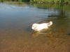 Pyrenäenberghund Hund