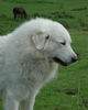 Pyrenäenberghund Foto: Pyrenäenberghunde vom Araberhof (VDH/FCI) (ID 34496) Pyrenäenberghund Hund