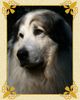 Pyrenäenberghund Foto: Monty (ID 43112) Pyrenäenberghund Hund