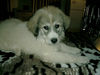 Pyrenäenberghund Foto (ID 37083) Pyrenäenberghund Hund