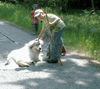 Pyrenäenberghund Foto: Casy (ID 38436) Pyrenäenberghund Hund