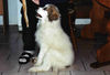 Pyrenäenberghund Hund