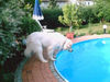 Pyrenäenberghund Foto: ein kühles Bad wäre nicht schlecht (ID 32623) Pyrenäenberghund Hund