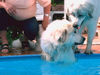 Pyrenäenberghund Foto: komm Schwesterherz ich helfe dir raus (ID 32628) Pyrenäenberghund Hund