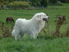Pyrenäenberghund Foto: Pyrenäenberghunde vom Araberhof (ID 34490) Pyrenäenberghund Hund