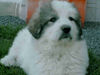 Pyrenäenberghund Foto (ID 44157) Pyrenäenberghund Hund
