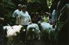 Pyrenäenberghund Foto: Pyri-Treffen in Eisenach ein traumschönes Wochenende in Eisenach (ID 32540) Pyrenäenberghund Hund