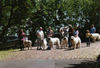 Pyrenäenberghund Foto: Pyri-Treffen in Eisenach ein traumschönes Wochenende in Eisenach (ID 32544) Pyrenäenberghund Hund