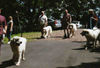 Pyrenäenberghund Foto: Pyri-Treffen in Eisenach ein traumschönes Wochenende in Eisenach (ID 32545) Pyrenäenberghund Hund