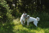 Pyrenäenberghund Foto: Pyri-Treffen in Eisenach ein traumschönes Wochenende in Eisenach (ID 32548) Pyrenäenberghund Hund