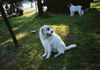 Pyrenäenberghund Foto: Pyri-Treffen in Eisenach ein traumschönes Wochenende in Eisenach (ID 32550) Pyrenäenberghund Hund