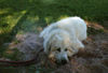 Pyrenäenberghund Foto: Pyri-Treffen in Eisenach ein traumschönes Wochenende in Eisenach (ID 32551) Pyrenäenberghund Hund