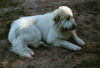 Pyrenäenberghund Foto: Pyri-Treffen in Eisenach ein traumschönes Wochenende in Eisenach (ID 32552) Pyrenäenberghund Hund