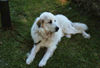 Pyrenäenberghund Foto: Pyri-Treffen in Eisenach ein traumschönes Wochenende in Eisenach (ID 32553) Pyrenäenberghund Hund