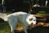 Pyrenäenberghund Foto: Pyri-Treffen in Eisenach ein traumschönes Wochenende in Eisenach (ID 32554) Pyrenäenberghund Hund