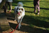 Pyrenäenberghund Foto: Pyri-Treffen in Eisenach ein traumschönes Wochenende in Eisenach (ID 32555) Pyrenäenberghund Hund