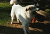 Pyrenäenberghund Foto: Pyri-Treffen in Eisenach ein traumschönes Wochenende in Eisenach (ID 32556) Pyrenäenberghund Hund