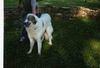 Pyrenäenberghund Foto: Pyri-Treffen in Eisenach ein traumschönes Wochenende in Eisenach (ID 32558) Pyrenäenberghund Hund