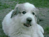 Pyrenäenberghund Foto (ID 44158) Pyrenäenberghund Hund