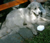 Pyrenäenberghund Foto: Benett (ID 38435) Pyrenäenberghund Hund