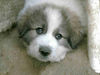 Pyrenäenberghund Foto (ID 44159) Pyrenäenberghund Hund